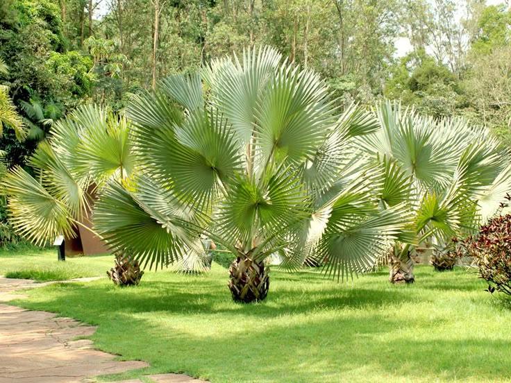 Fan Palm